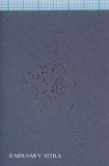 Juncus effusus L. 2.Image