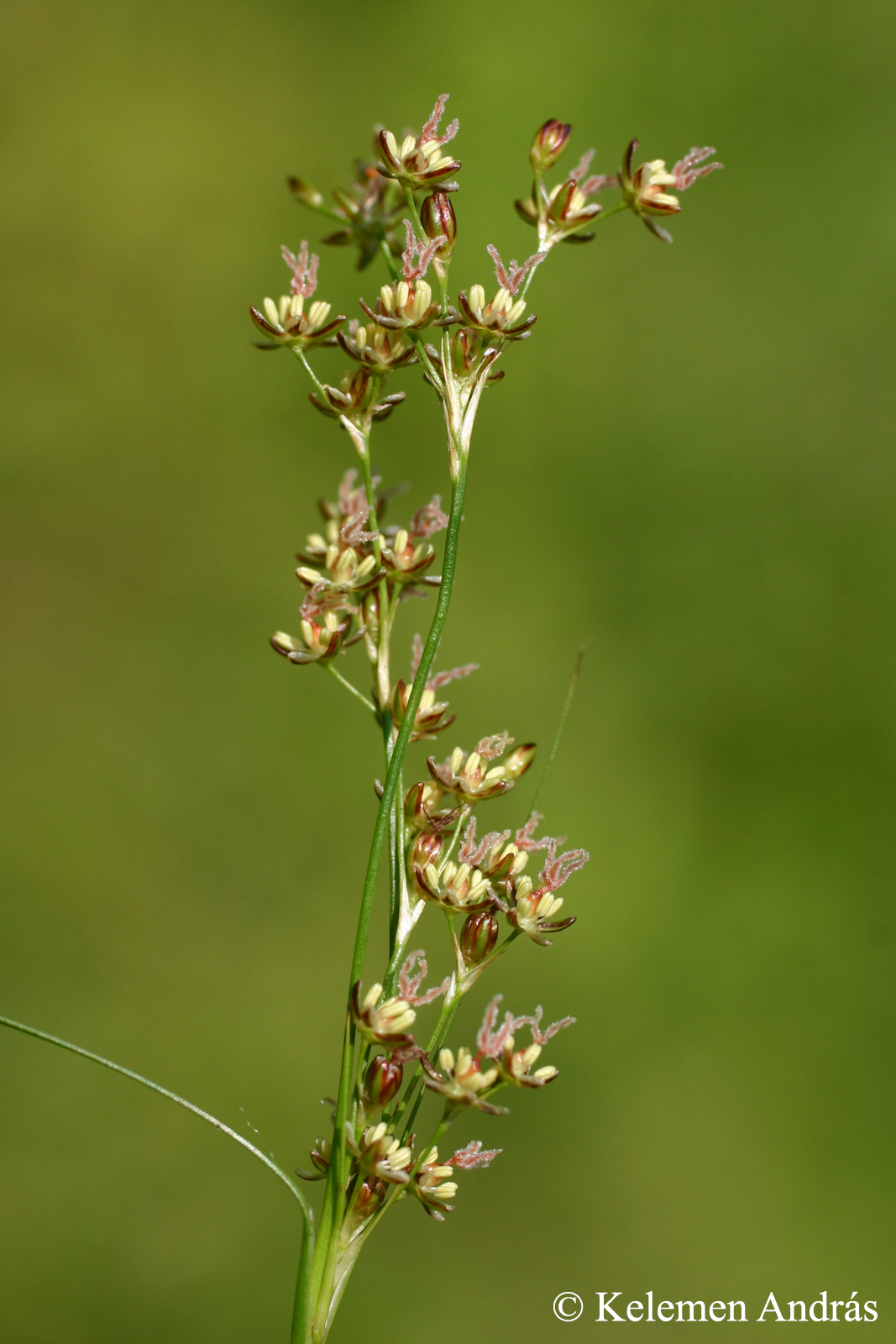 Juncus gerardii Loisel.