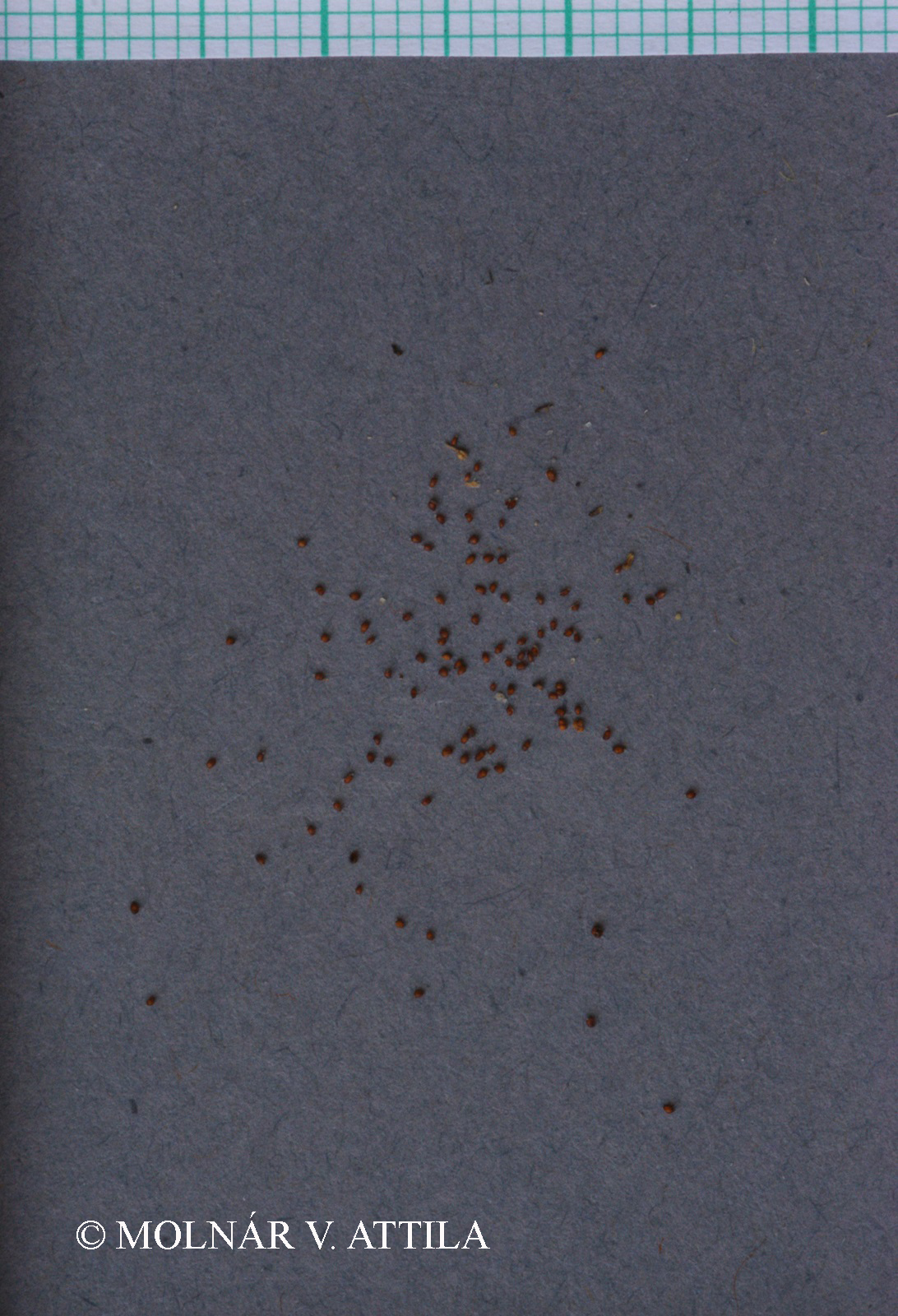 Juncus inflexus L.