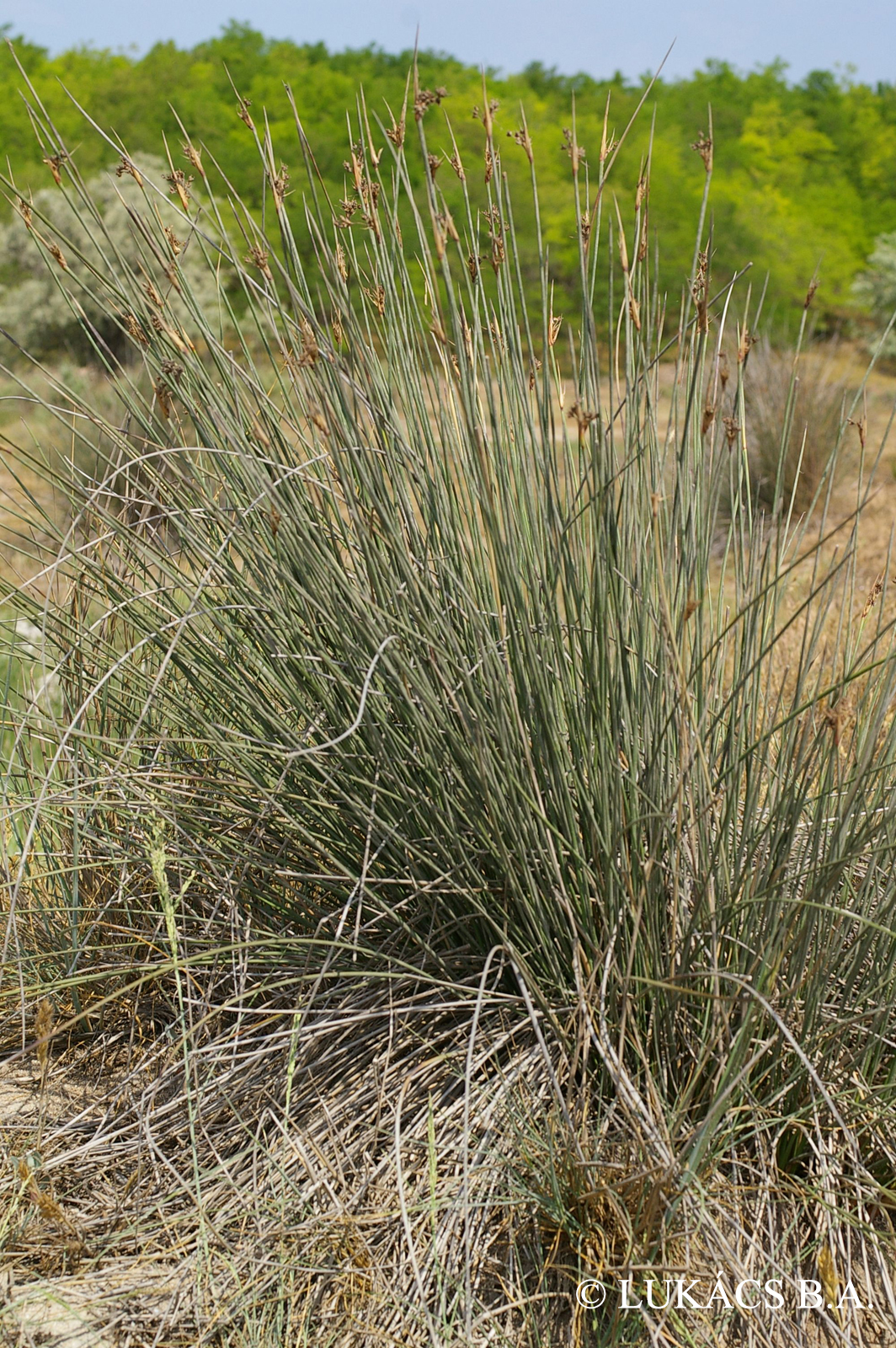 Juncus maritimus Lam.