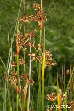 Juncus maritimus Lam. 2.Image