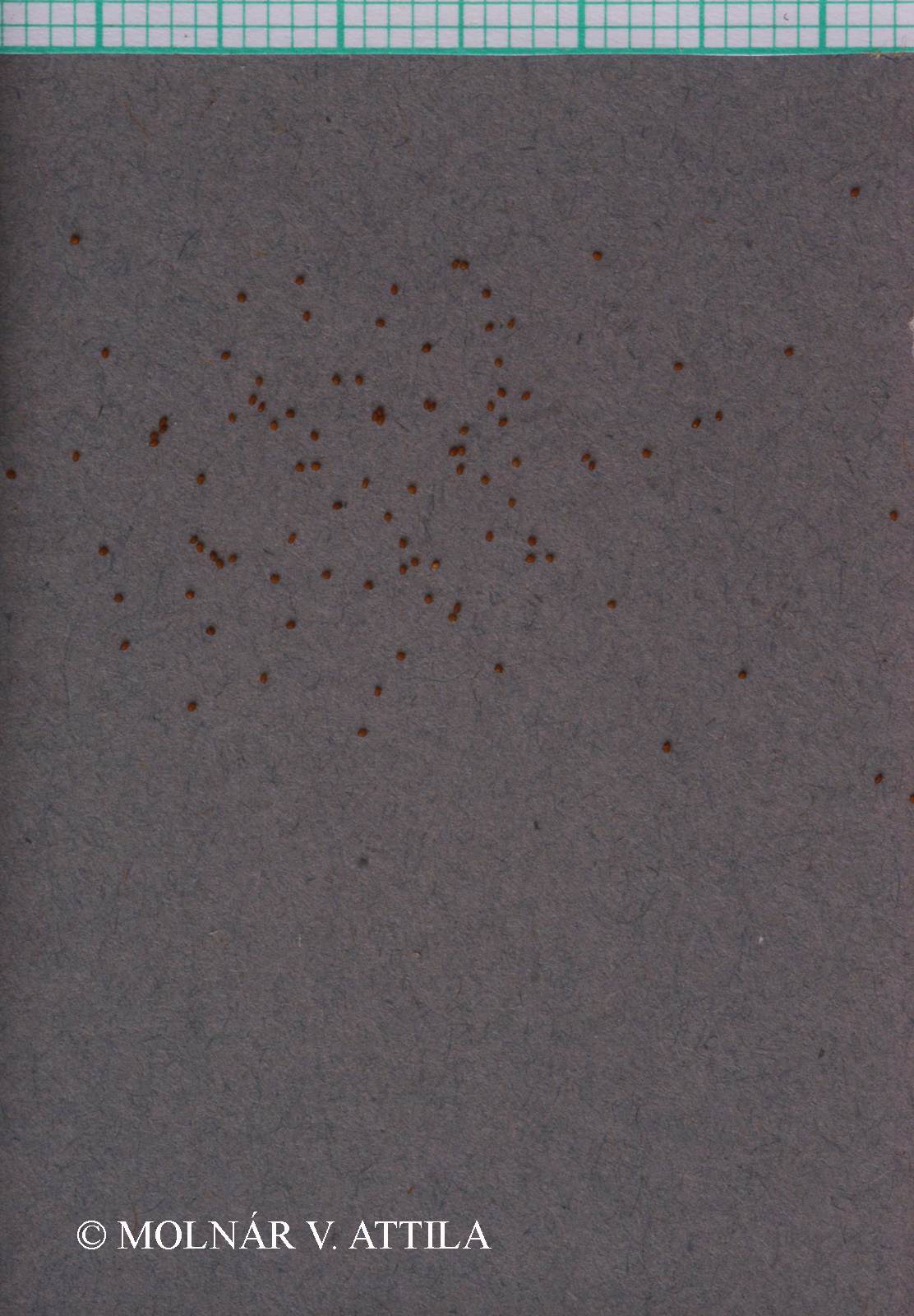 Juncus ranarius Songeon et E.P. Perrier