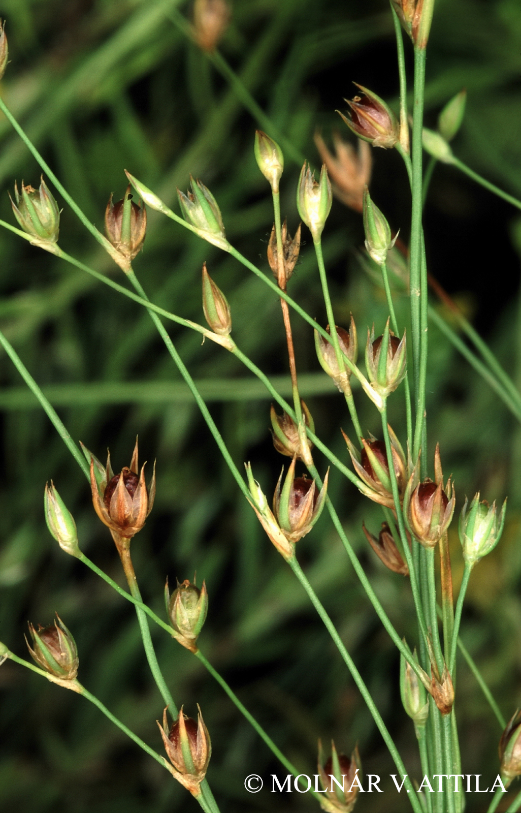Juncus sphaerocarpus Nees