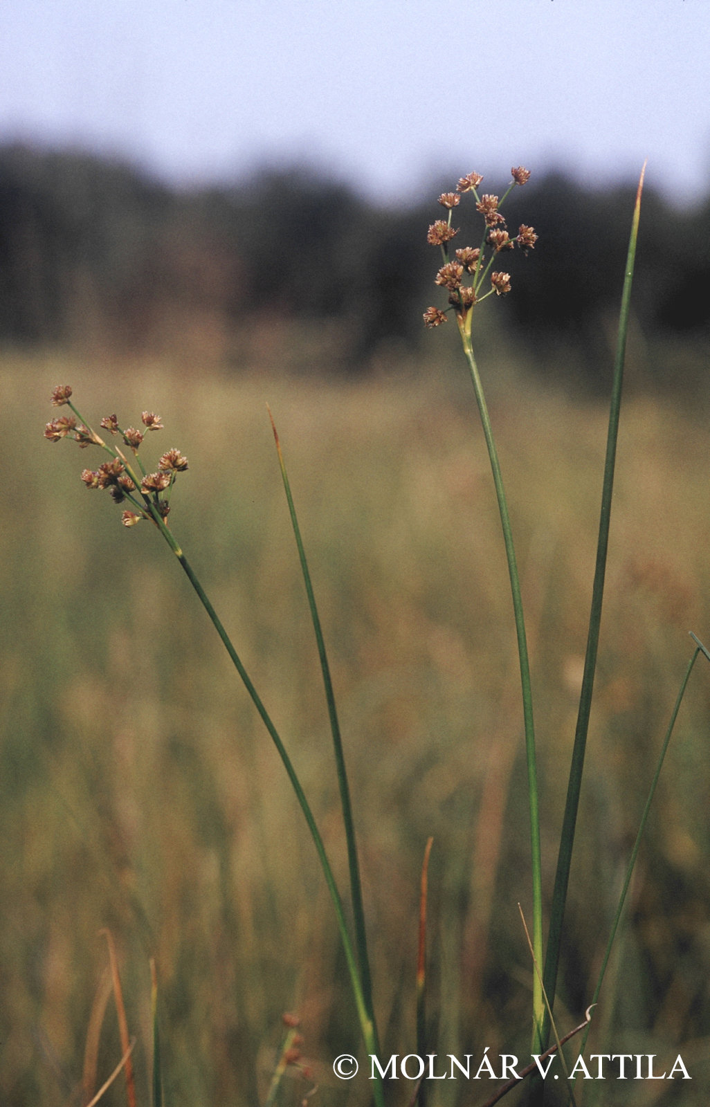 Juncus subnodulosus Schrank