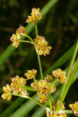 Juncus subnodulosus Schrank 3.Image