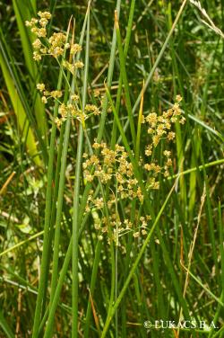 Juncus subnodulosus Schrank 2.Image
