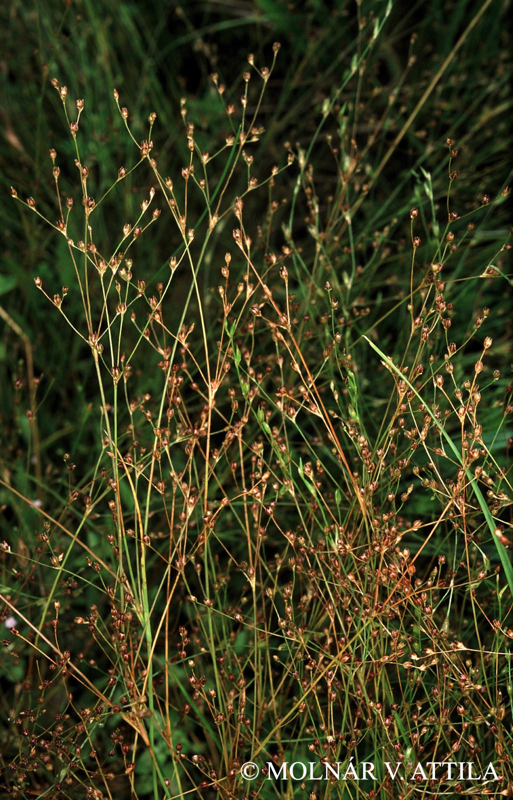 Juncus tenageia Ehrh. ex L.