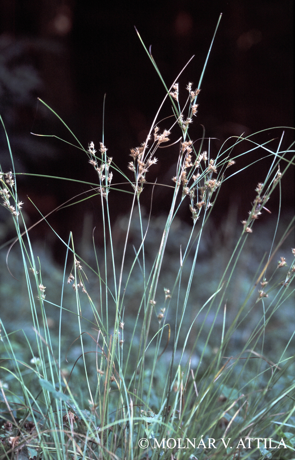 Juncus tenuis Willd.