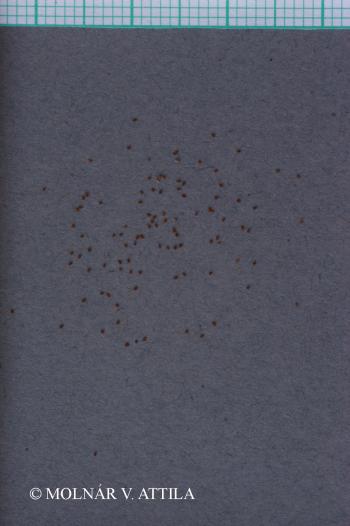 Juncus tenuis Willd. 2.Image
