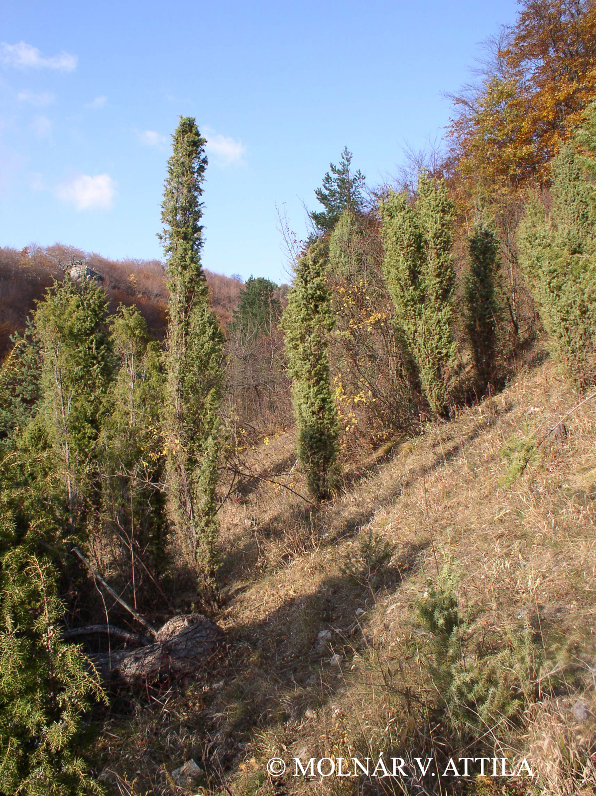 Juniperus communis L.
