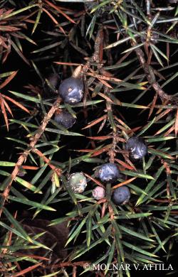 Juniperus communis L. 2.Image