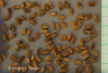 Juniperus communis L. 3.Image