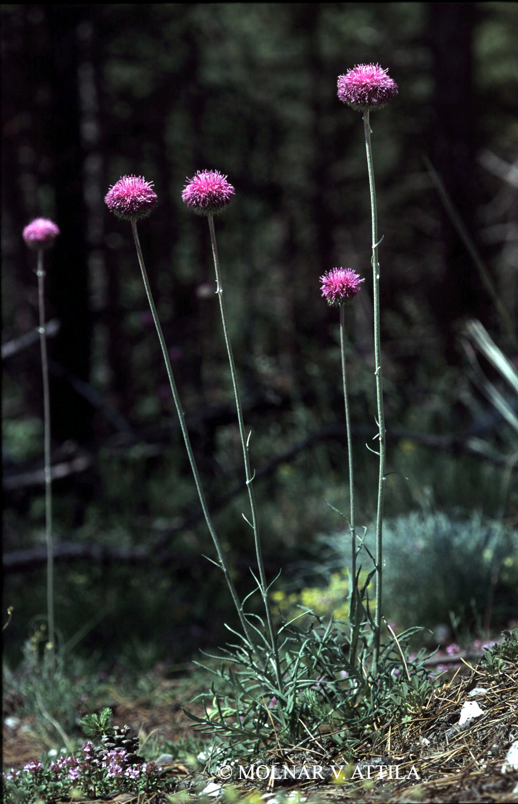 Jurinea mollis (L.) Rchb.