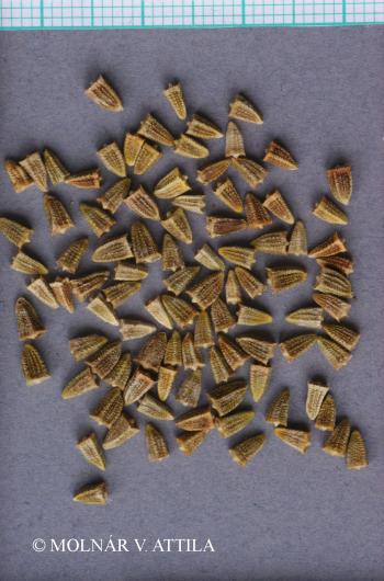 Jurinea mollis (L.) Rchb. 2.Image