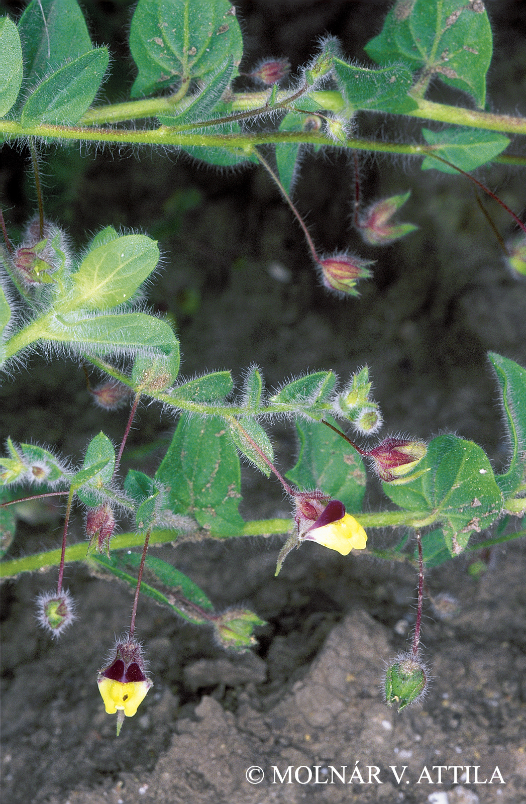Kickxia elatine (L.) Dumort.