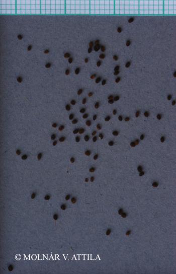 Kickxia elatine (L.) Dumort. 2.Image