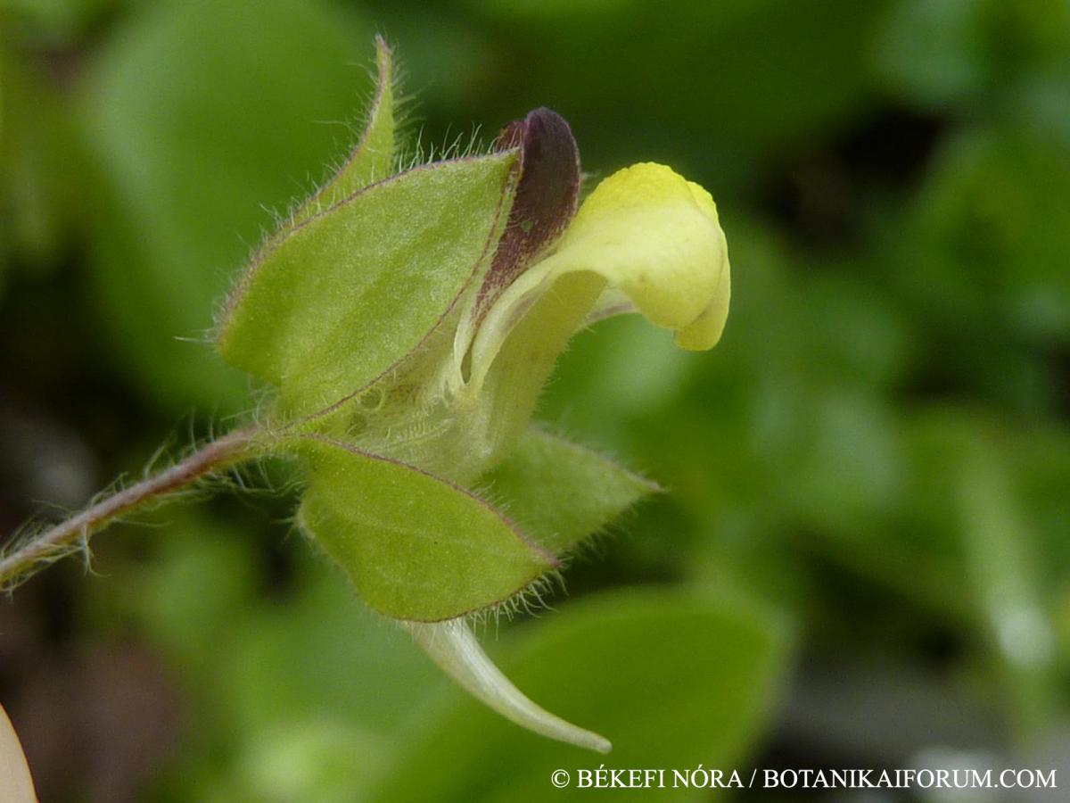 Kickxia spuria (L.) Dumort.