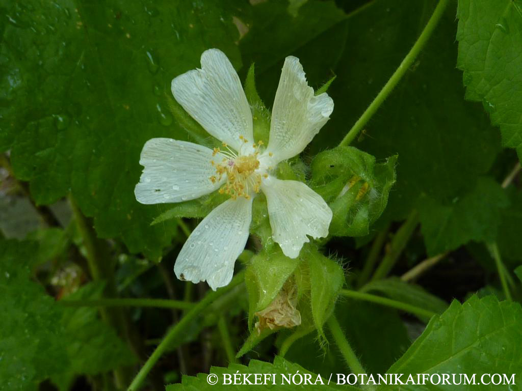 Kitaibela vitifolia Willd.