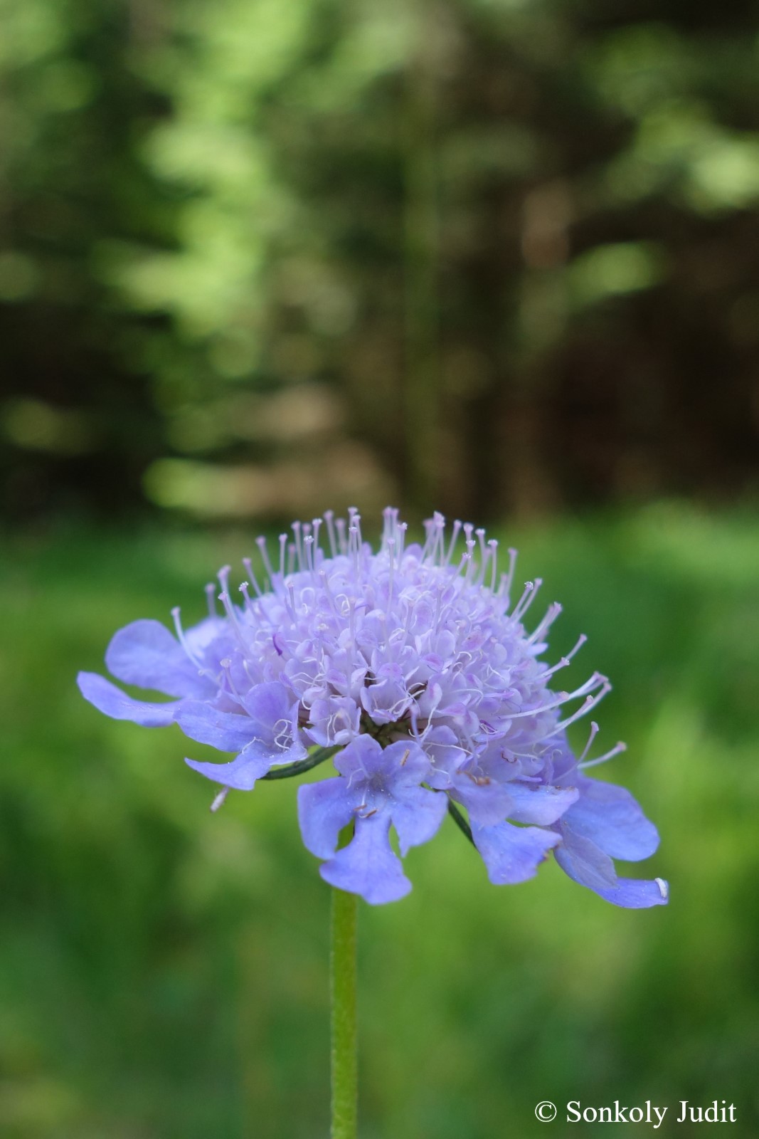 Knautia arvensis (L.) Coult.