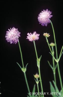 Knautia arvensis (L.) Coult. 2.Image
