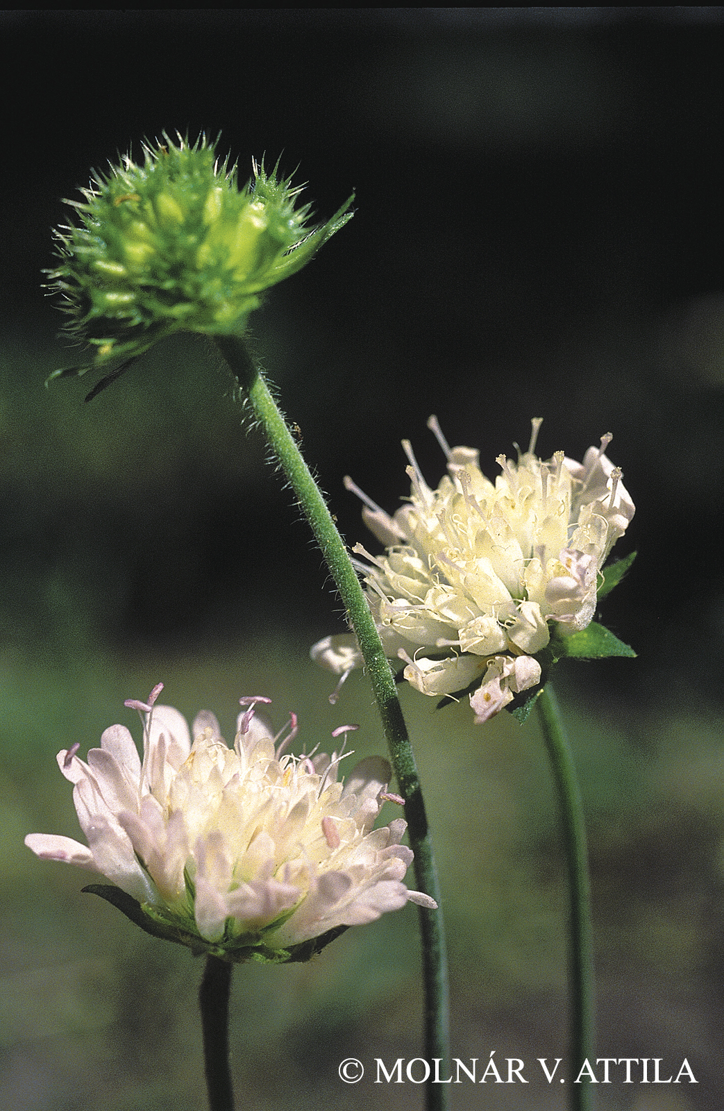Knautia arvensis (L.) Coult. subsp. kitaibelii (Schult.) Szabó