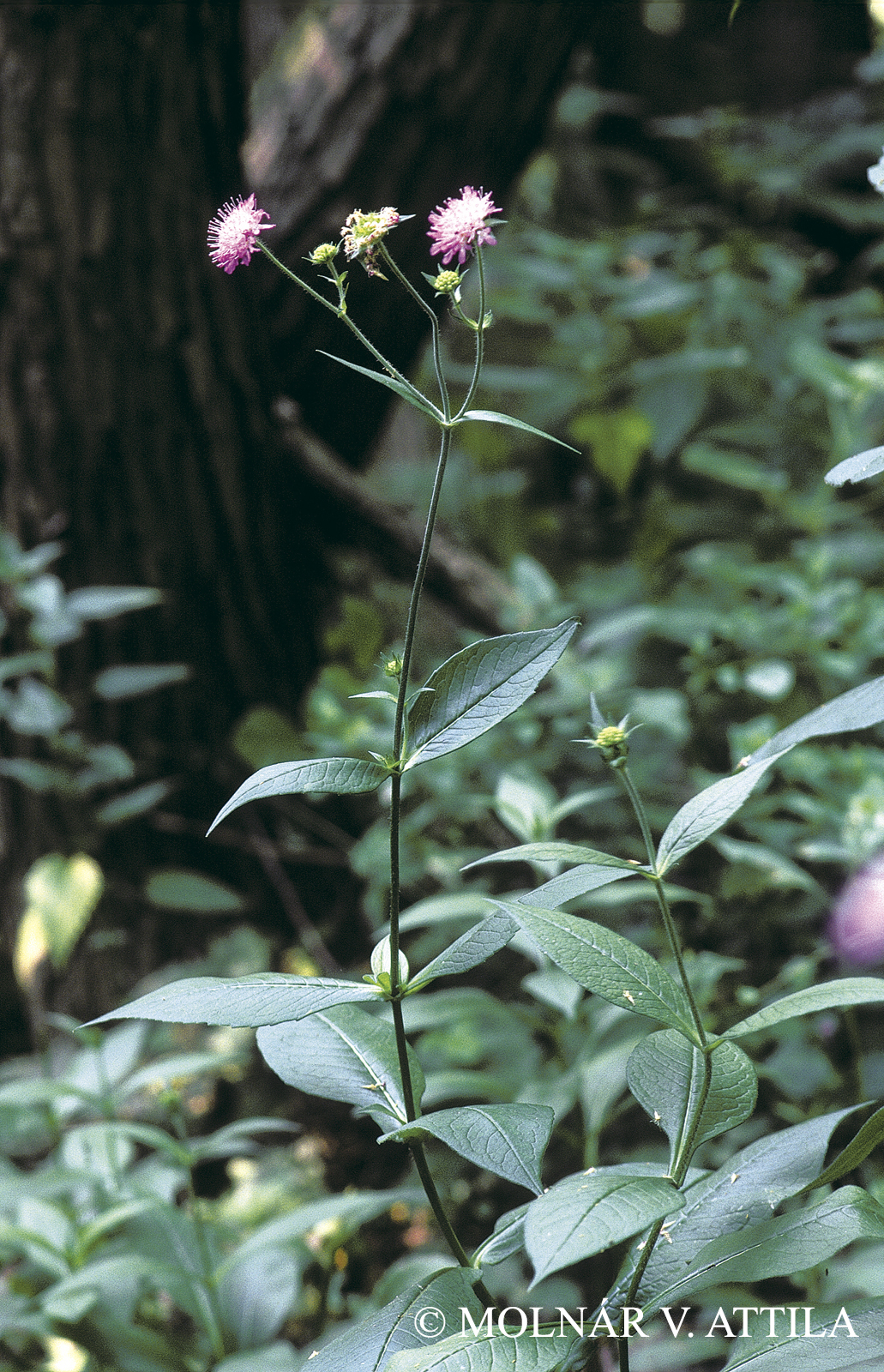 Knautia dipsacifolia Kreutzer