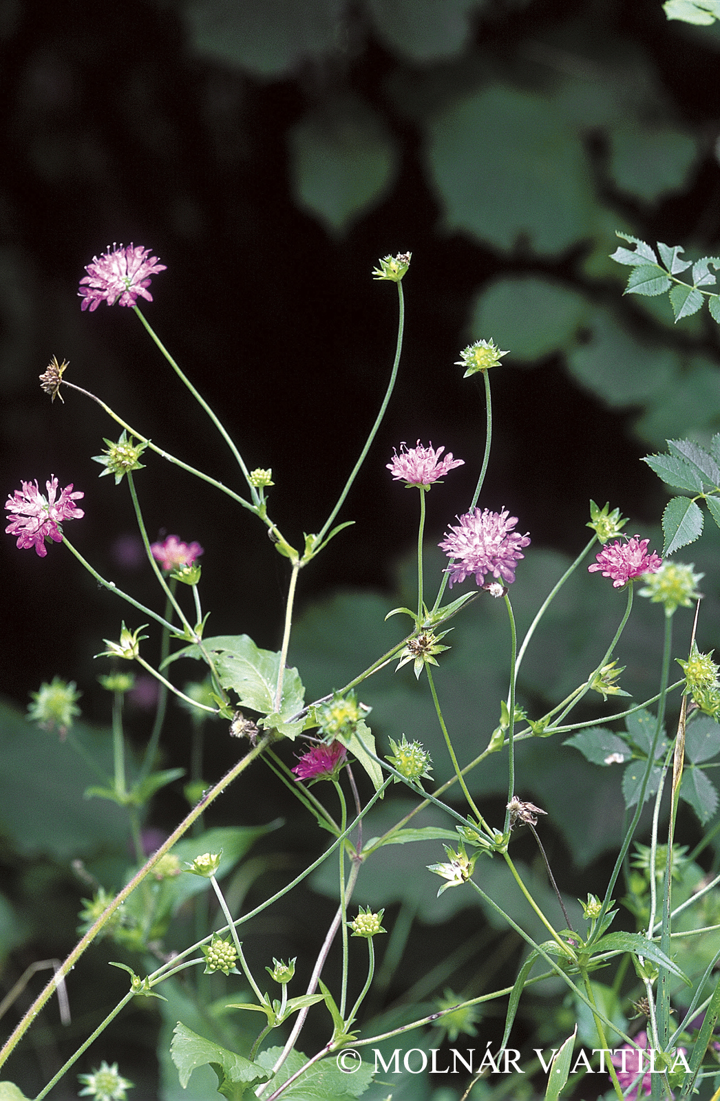 Knautia drymeia Heuff.
