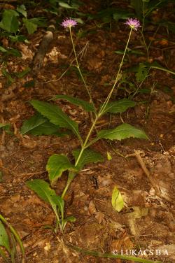 Knautia drymeia Heuff. 2.Image