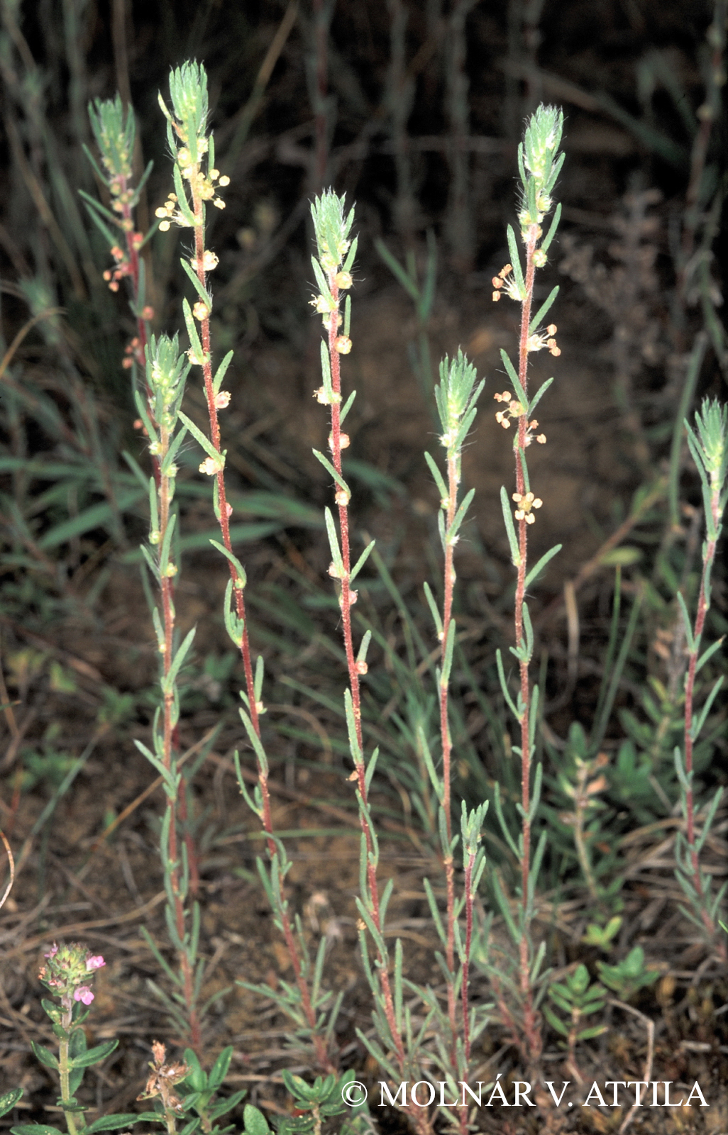 Kochia laniflora (S.G. Gmel.) Borbás