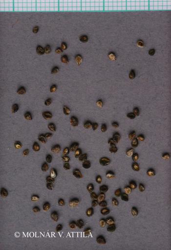 Kochia laniflora (S.G. Gmel.) Borbás 2.Image