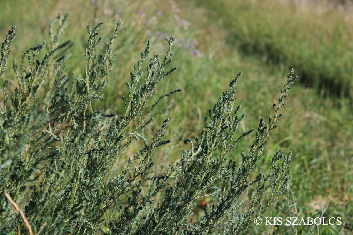 Kochia prostrata (L.) Schrad.