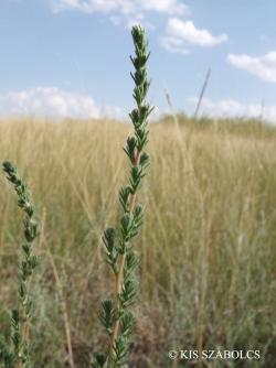 Kochia prostrata (L.) Schrad. 2.Kép