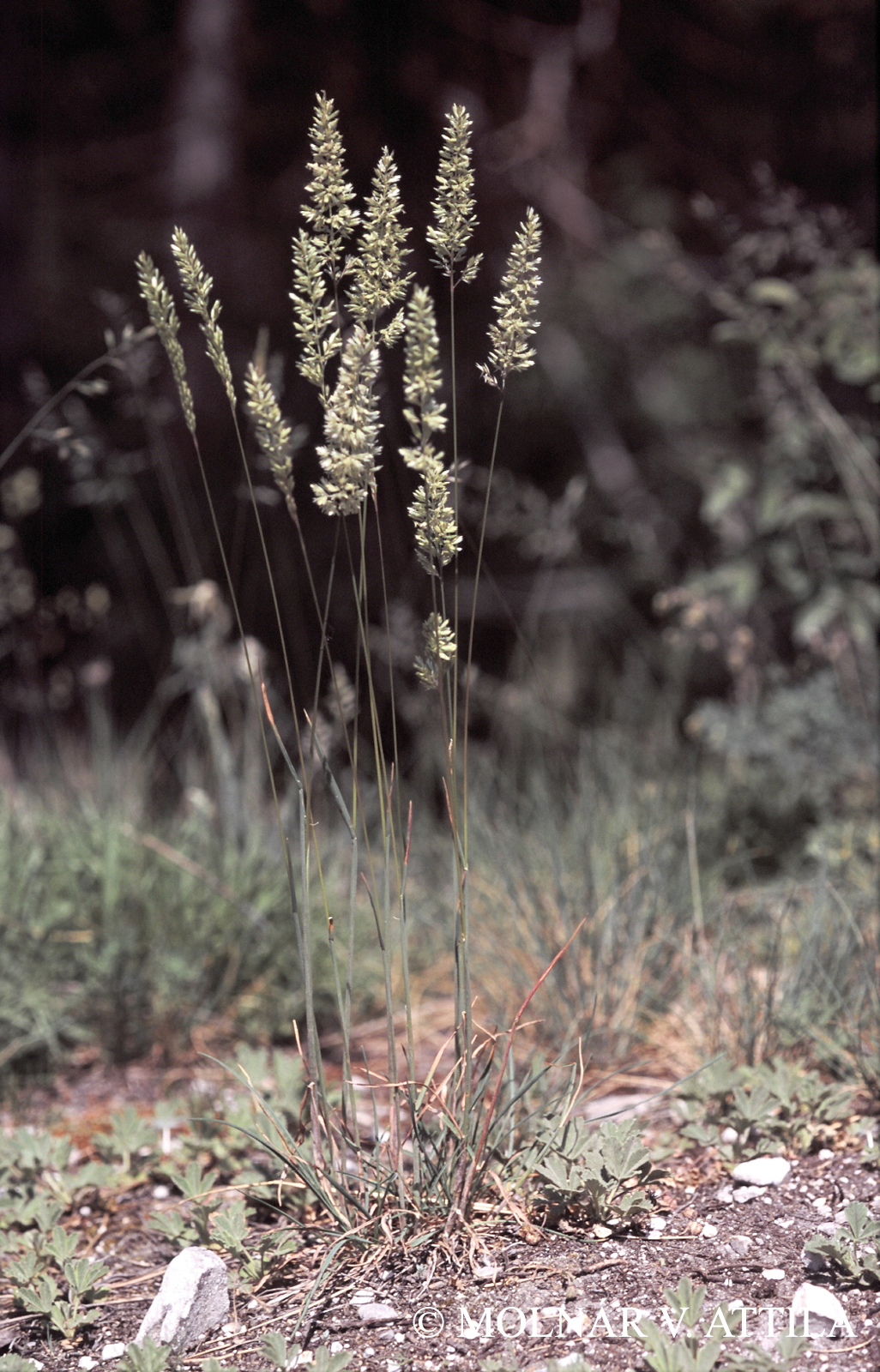 Koeleria cristata agg.
