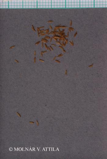 Koeleria cristata agg. 3.Kép