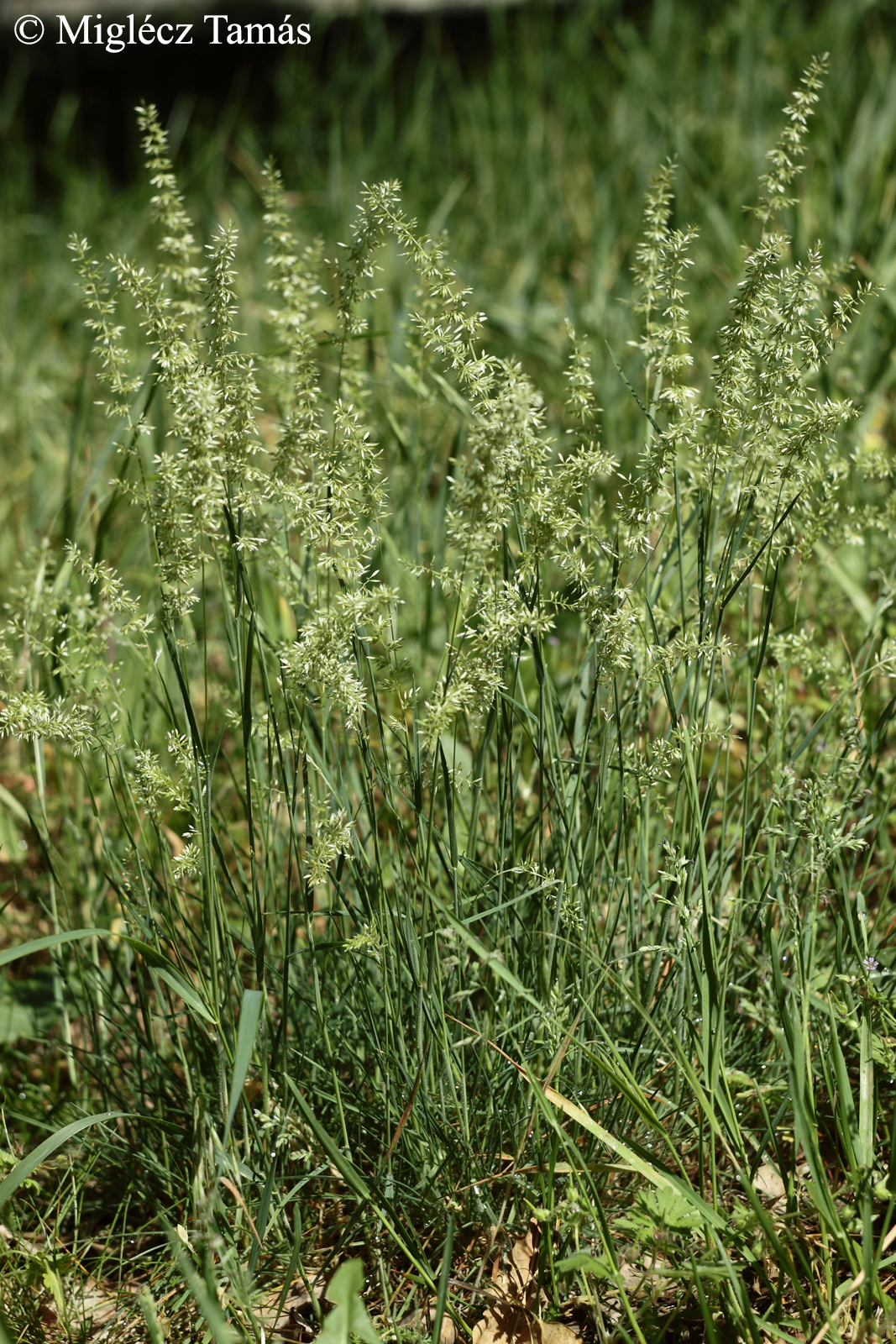 Koeleria glauca (Spreng.) DC.