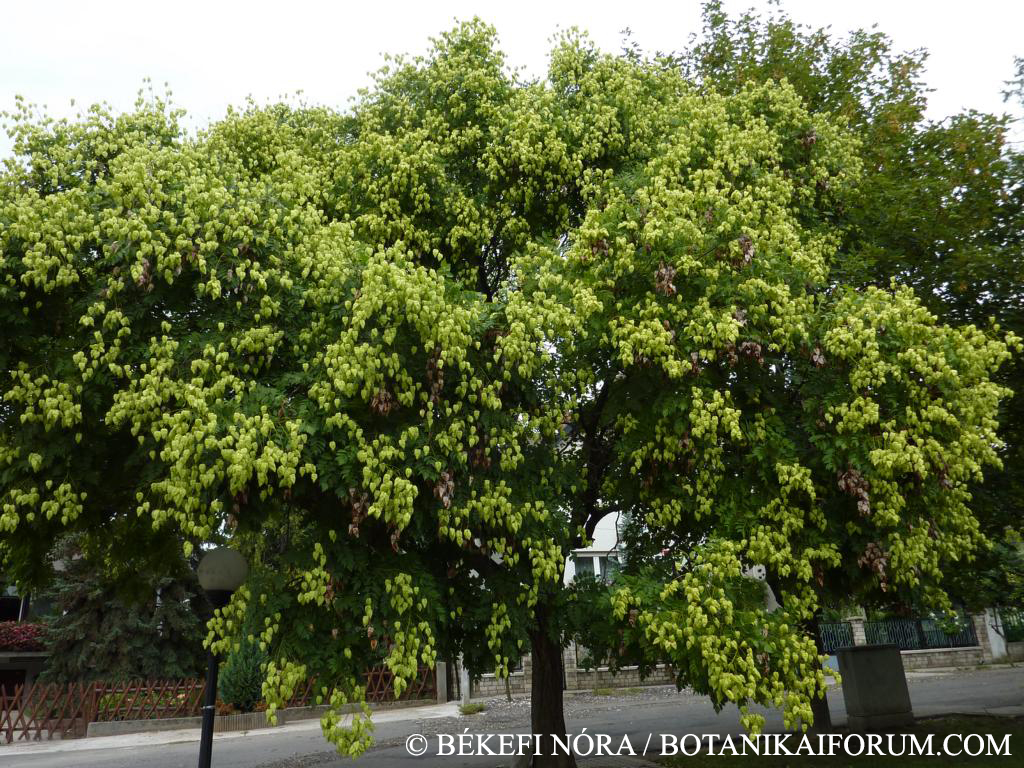 Koelreuteria paniculata Laxm.
