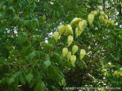 Koelreuteria paniculata Laxm. 2.Image