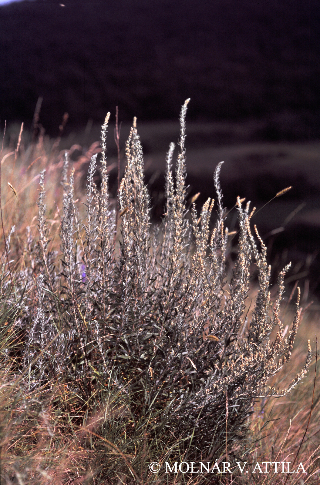 Krascheninnikovia ceratoides (L.) Gueldenst.