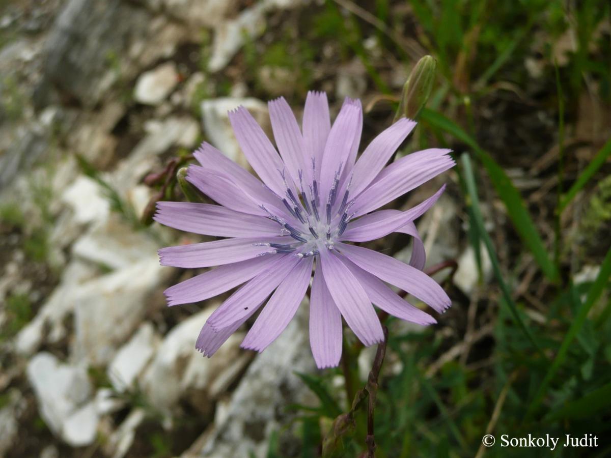 Lactuca perennis L.