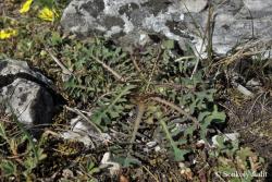 Lactuca perennis L. 2.Kép