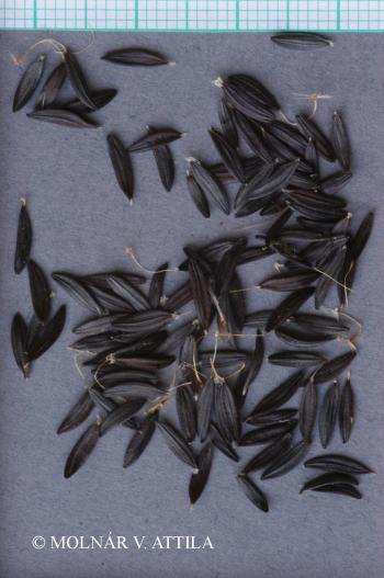 Lactuca perennis L. 4.Kép