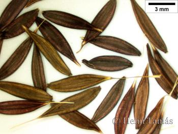 Lactuca perennis L. 3.Kép
