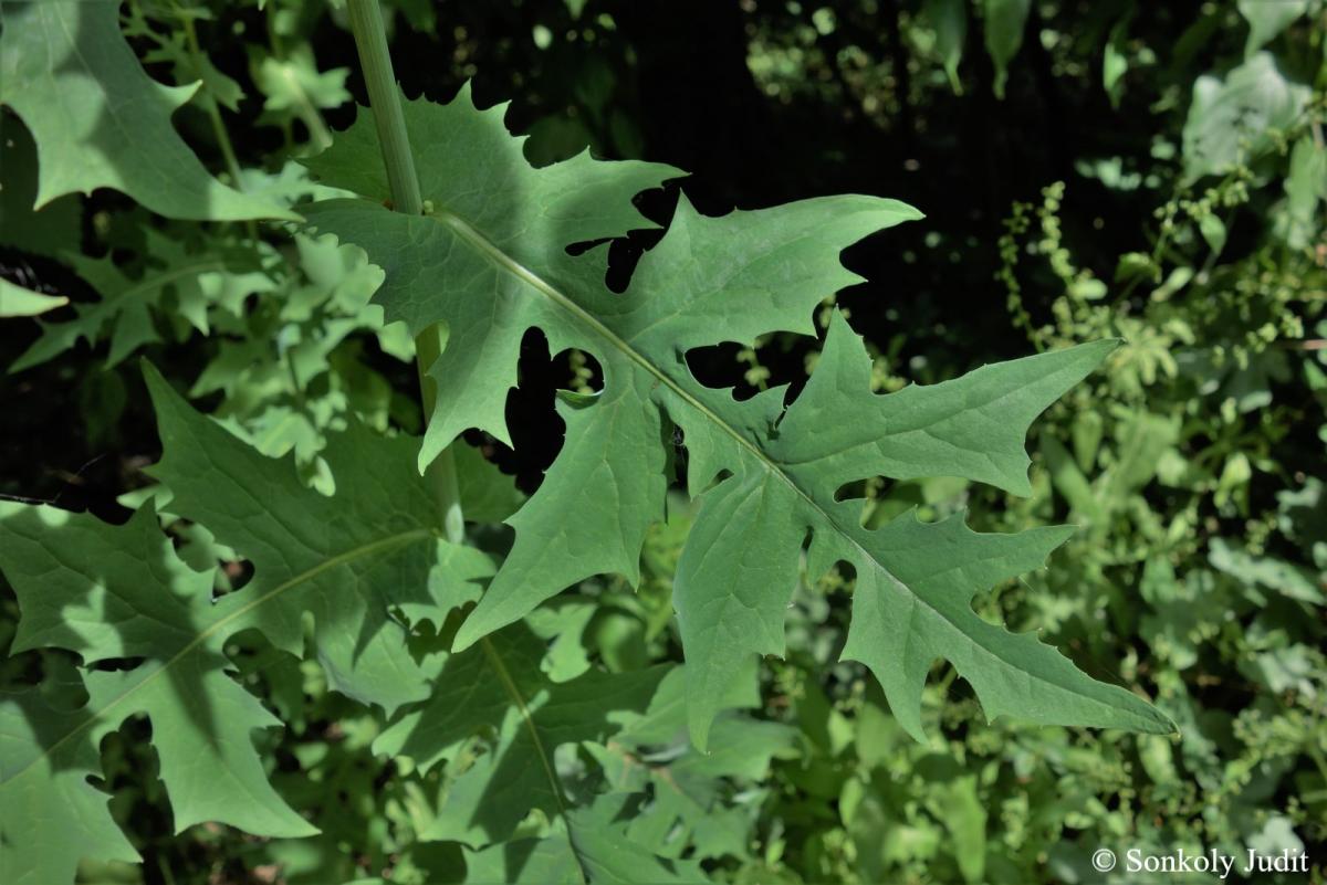 Lactuca quercina L.