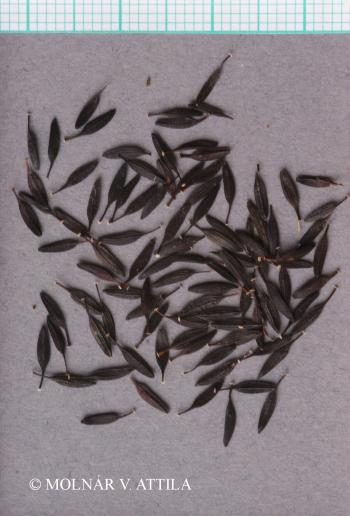 Lactuca quercina L. 2.Kép