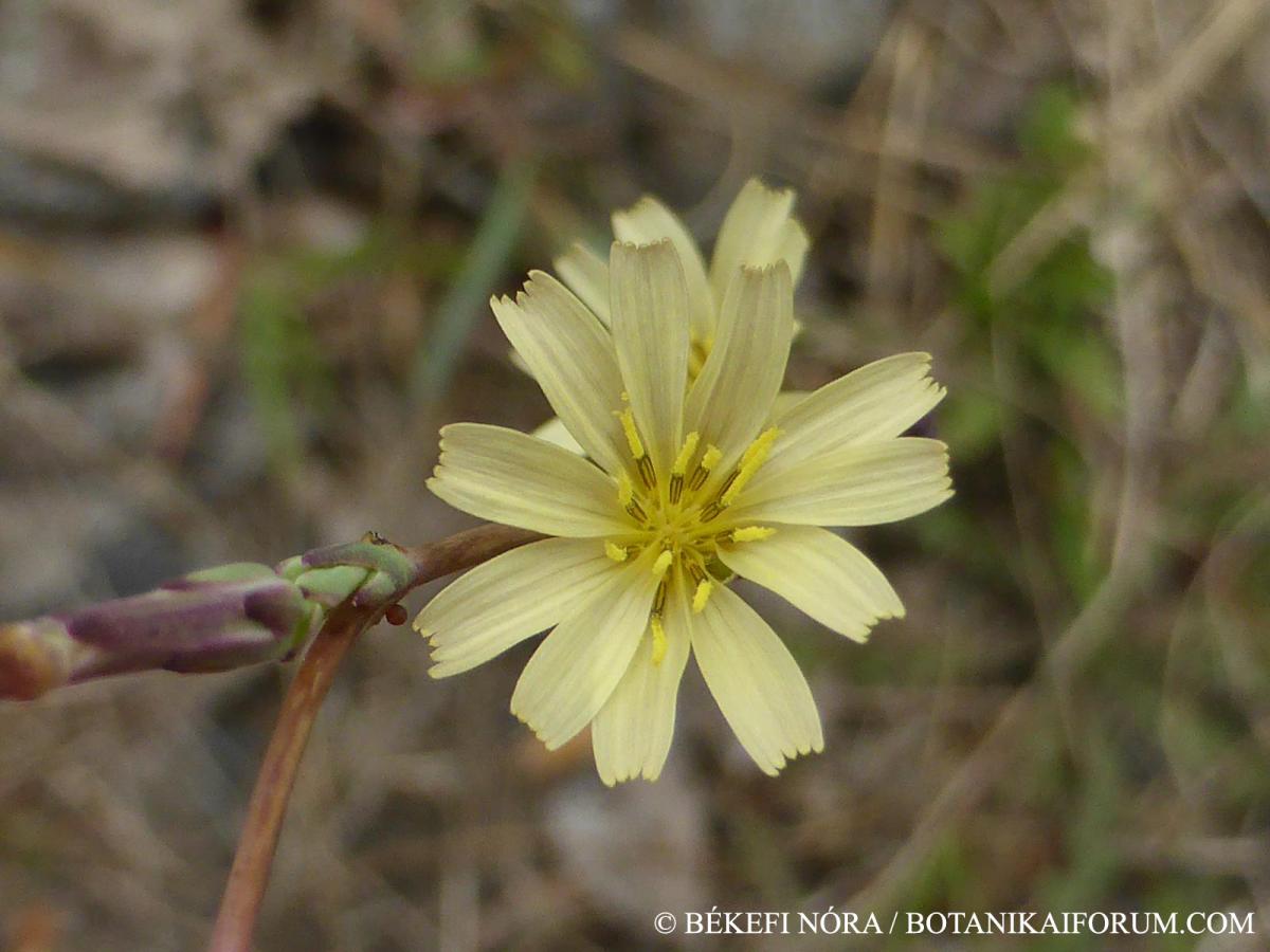 Lactuca saligna L.