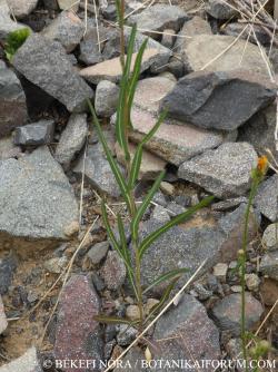 Lactuca saligna L. 2.Kép