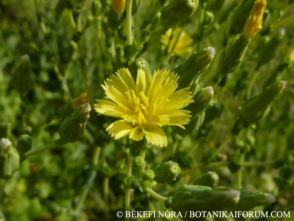 Lactuca sativa L.