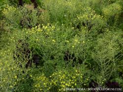 Lactuca sativa L. 2.Kép