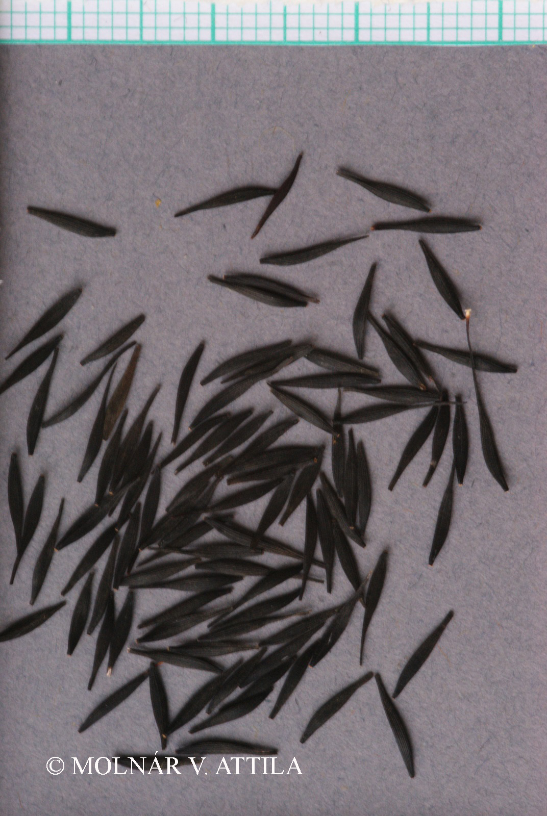 Lactuca viminea (L.) J. et C. Presl