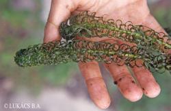 Lagarosiphon major (Ridl.) Moss. 2.Image